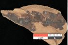 Foto (Detailansicht) von Myrica lignitum Unger (NHMW-GEO-2024-0188-0613)